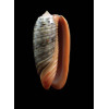 rubrolabiata 44,0mm