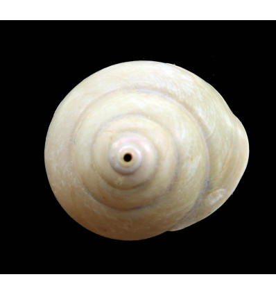 olivacea 44,0mm RARE