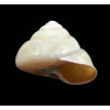 olivacea 44,0mm RARE
