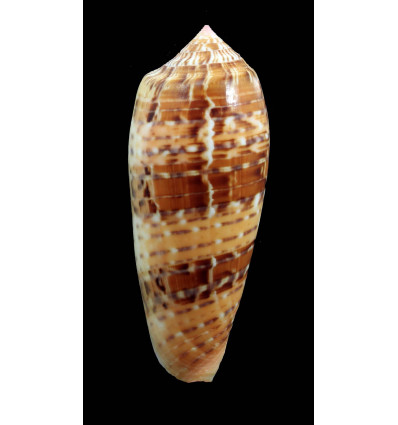 dusaveli 79,0mm