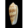 dusaveli 79,0mm