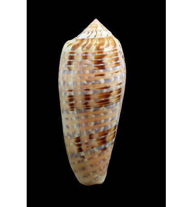 dusaveli 81,9mm BORNEO