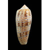 dusaveli 81,9mm BORNEO