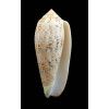 dusaveli 81,9mm BORNEO