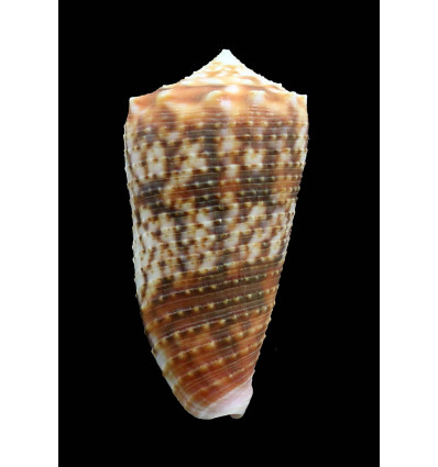 moluccensis 48,0mm