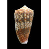 moluccensis 48,0mm