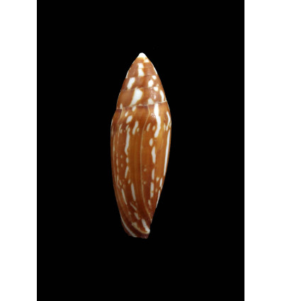 cylindraceus 39,0mm BIG