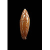cylindraceus 39,0mm BIG