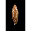 cylindraceus 39,0mm BIG