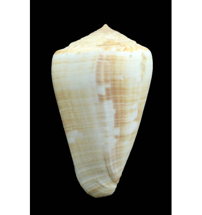 venulatus 58,0mm