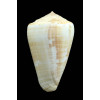 venulatus 58,0mm
