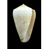 venulatus 58,0mm