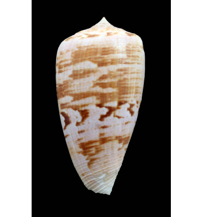 anemone peronianus 66,8mm SUPERB