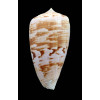 anemone peronianus 66,8mm SUPERB