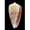 anemone peronianus 66,8mm SUPERB