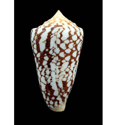 ammiralis 77,7mm