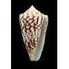 ammiralis 77,7mm