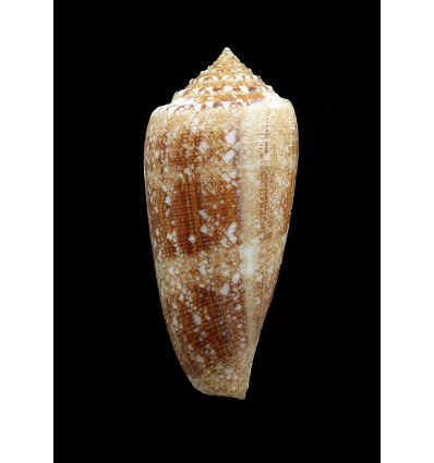 tagaroae 70,0mm BIG