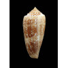 tagaroae 70,0mm BIG