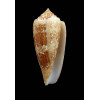 tagaroae 70,0mm BIG