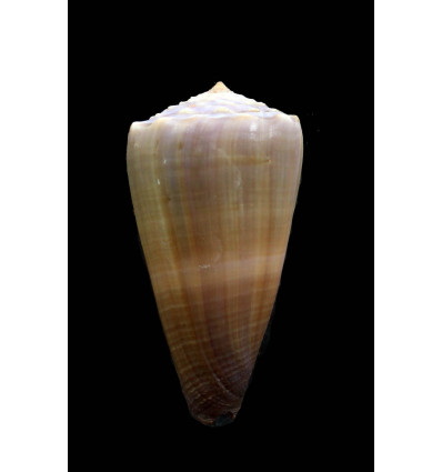conco 55,4mm BIG