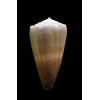 conco 55,4mm BIG