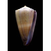 conco 55,4mm BIG