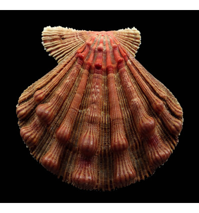 fragosus 99,0mm