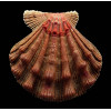 fragosus 99,0mm