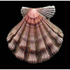 fragosus 99,0mm