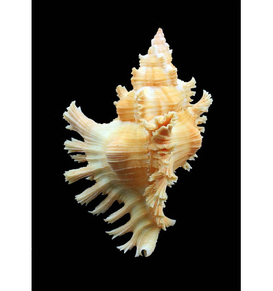 torrefactus rubiginosus 73,0mm