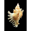 torrefactus rubiginosus 73,0mm