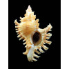torrefactus rubiginosus 73,0mm