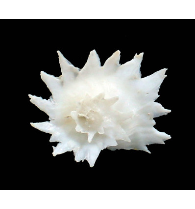 pilsbry 40,0mm BIG