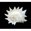 pilsbry 40,0mm BIG