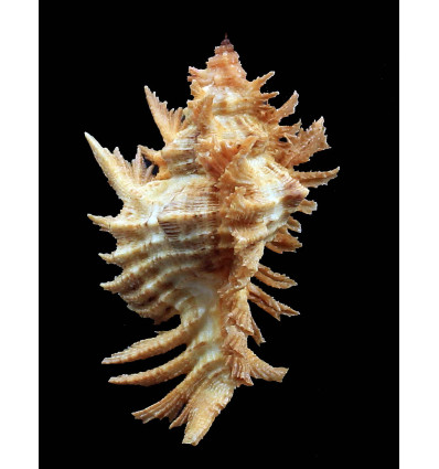 florifer dilectus 67,5mm