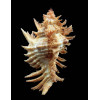 florifer dilectus 67,5mm