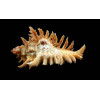 florifer dilectus 67,5mm