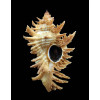 florifer dilectus 67,5mm