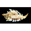 riverai 73,0mm RARE