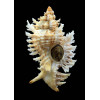 riverai 73,0mm RARE