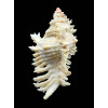 florifer dilectus 81,0mm GIANT