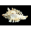 florifer dilectus 81,0mm GIANT