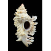 florifer dilectus 81,0mm GIANT