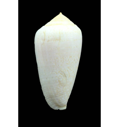 cocceus 49,4mm BIG