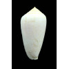 cocceus 49,4mm BIG