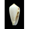 cocceus 49,4mm BIG