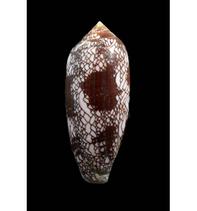 aulicus 81,5mm