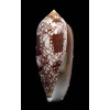 aulicus 81,5mm