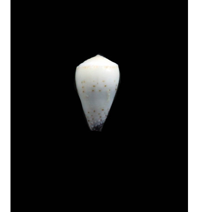mcbridei 12,0mm